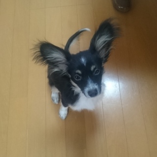 パピヨン仔犬5ヶ月