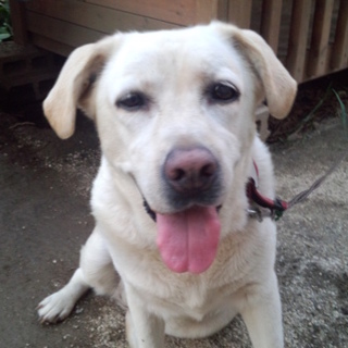 ラブラドルレトリバー（メス）