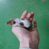 テディマウスの里親募集します。 サムネイル2