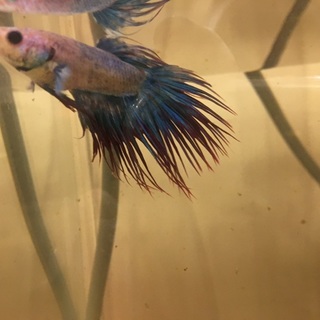 クラウンテール ベタ ♂飼って頂ける方‼️