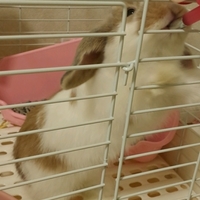 ホーランドロップ