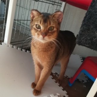 アビシニアン子猫♂フォーン