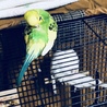 ばね