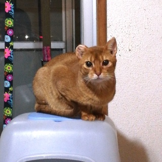 アビシニアン子猫♀レッド