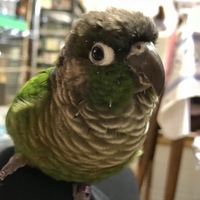 アルゴン