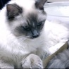 うわさの