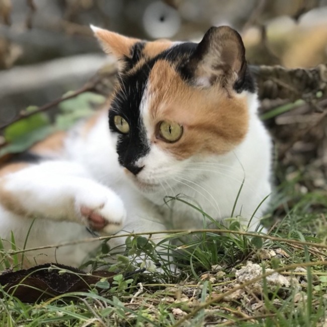 うわさののカバー写真