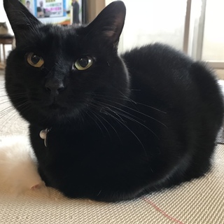 甘えたさんの黒猫