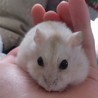 ゆみげってい