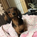カニンヘンダックス♀2歳