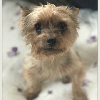 ☆つむぎ☆里親さま決定☆