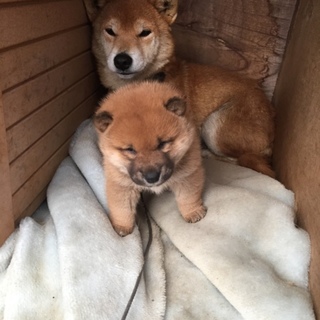 柴雑種子犬