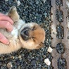 柴雑種子犬 サムネイル2