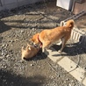 柴雑種子犬 サムネイル3