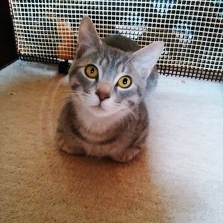 シルバーグレイのかわいい銀ちゃん