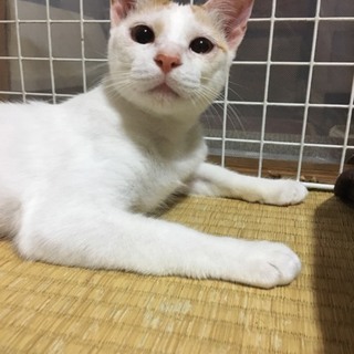 甘えっこチャムくん