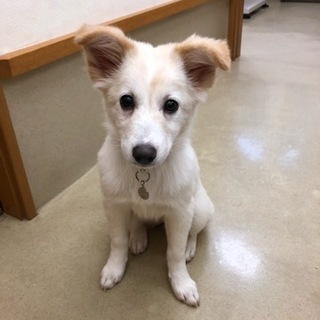 ふわふわで明るいシュリア