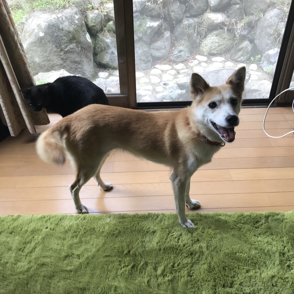 ちびちゃんのカバー写真