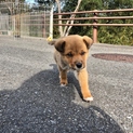 三重県のK様に迎えて頂きましたショコラ♡