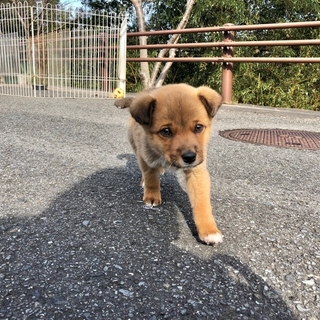 三重県のK様に迎えて頂きましたショコラ♡
