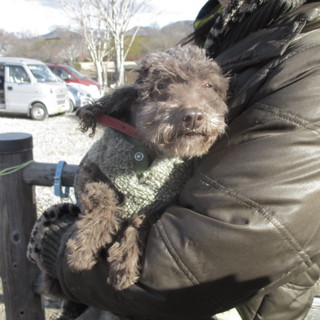 オチャメ中年プードルさん