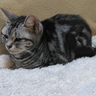 小柄なアメショー女の子