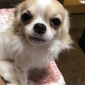 チワワ一歳半の男の子里親募集