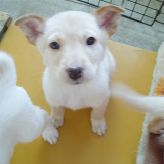 小ぶりで薄茶の女の子です