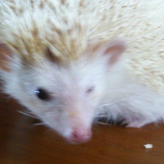 ハリネズミ里親募集