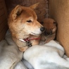 柴雑種子犬 サムネイル4