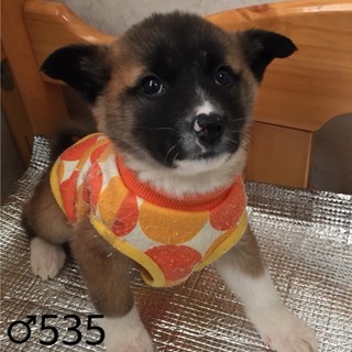 ♂５３５里親さん募集です(^-^)