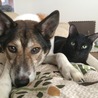 チームにゃんのヒゲ 猫SOS(保護活動者)