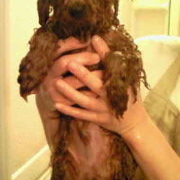 トイプードル洗うとチュパカブラになる