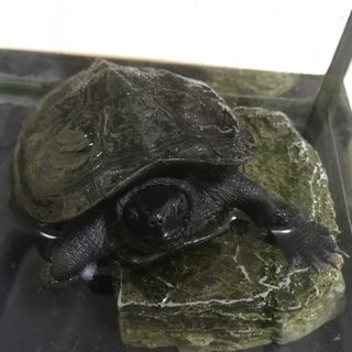 大切にして下さる方、お願いします！(クサガメ)