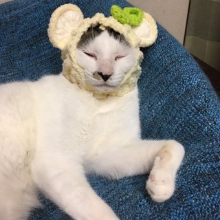 気難しい先住さんもOK！穏やかという名のカルモくん