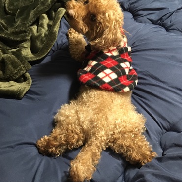 せくしーしょっと