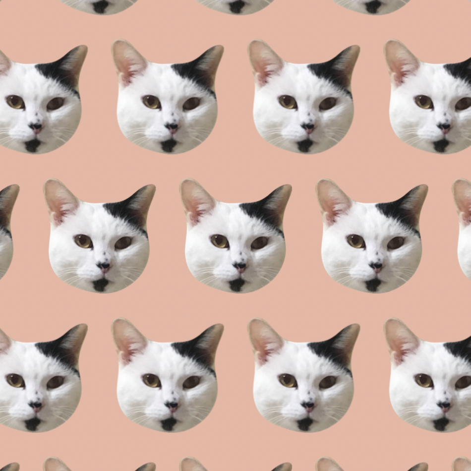 のんのんのカバー写真