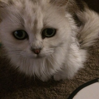 里親募集＊チンチラ