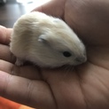 ジャンガリアンハムスター♡イエロー♡♀