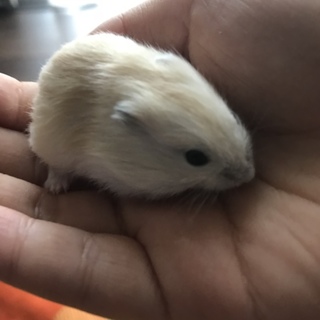 ジャンガリアンハムスター♡イエロー♡♀