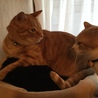 踏みつけられても動じない ろく