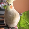 オカメインコ カラー：シナモン メス 1歳未満