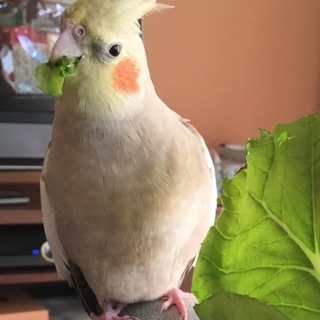 オカメインコ カラー：シナモン メス 1歳未満