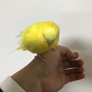 セキセイインコ里親さん募集いたします。