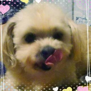 静かに寄り添う優しい  ヒカリちゃん