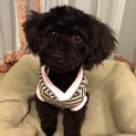 穏やかで甘えん坊トイプードルのココナちゃん