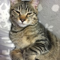 ぶーちゃん
