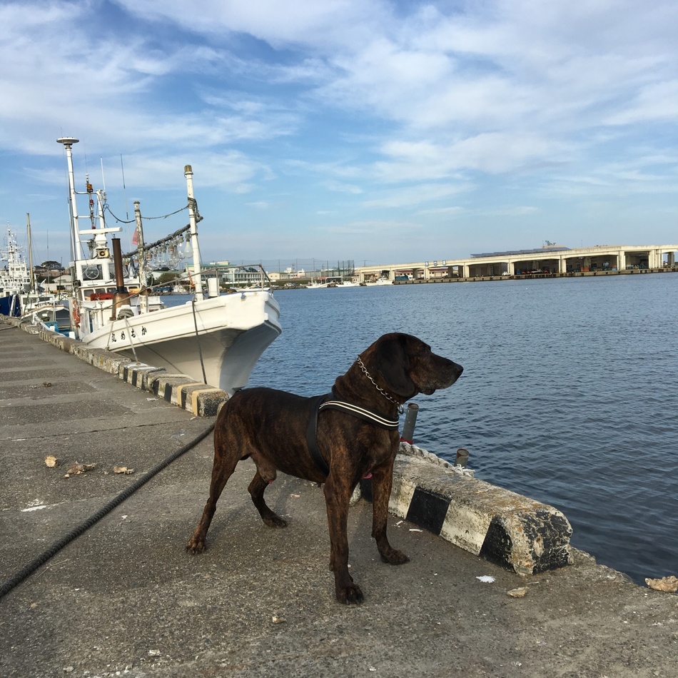 ランのカバー写真