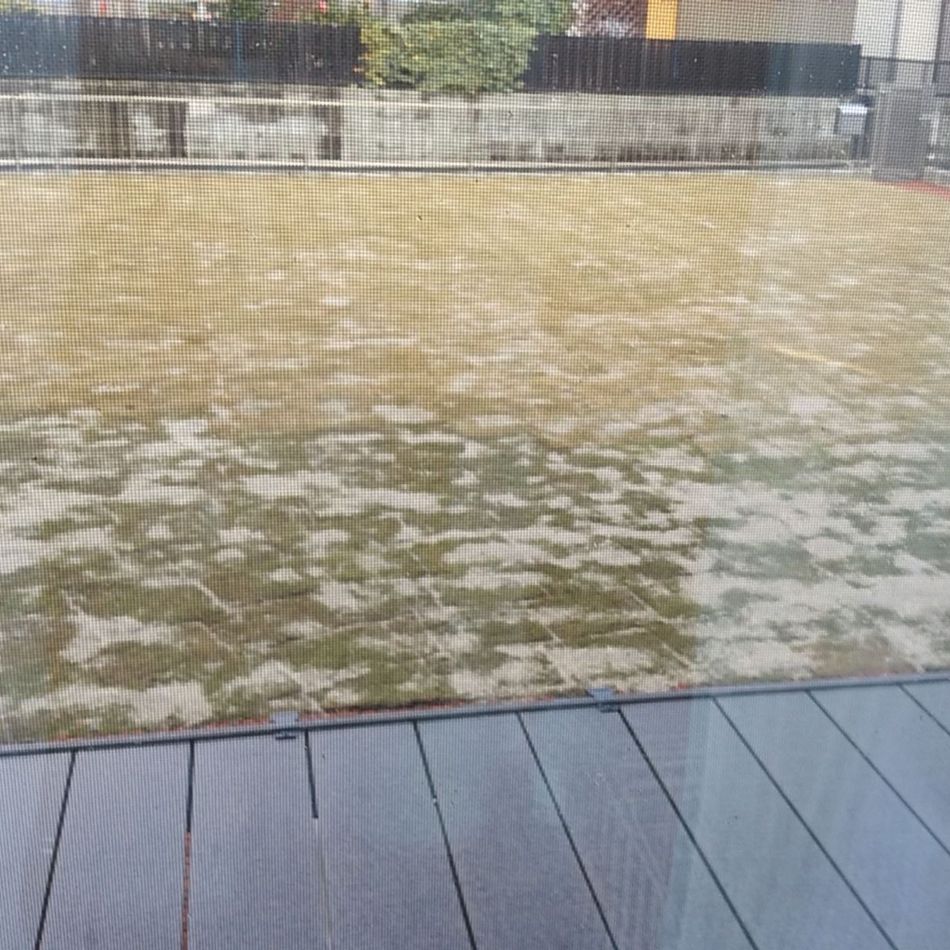 カブのカバー写真