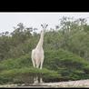 ミツマユ